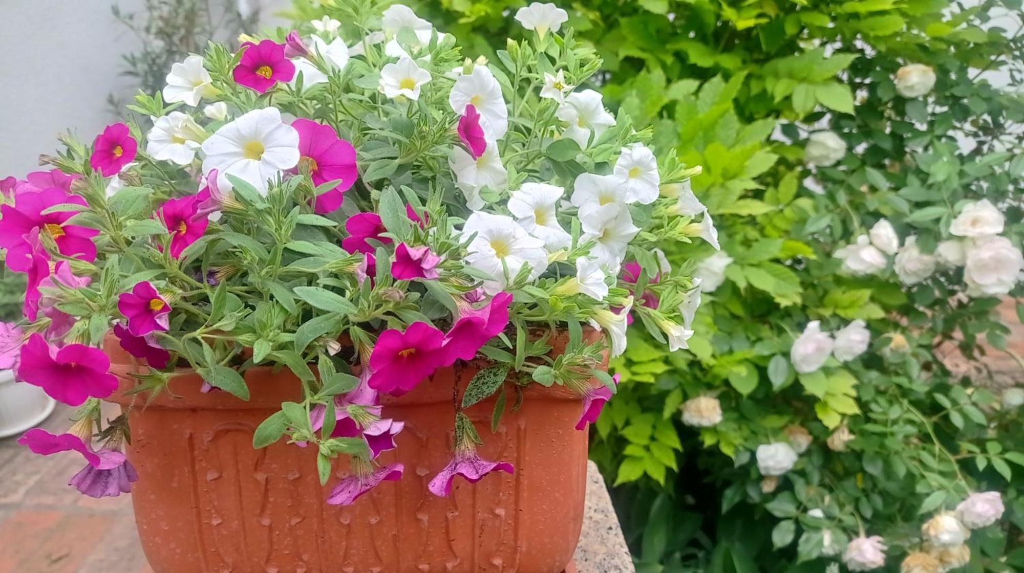 Belgrade Apartment Happy Garden Екстериор снимка
